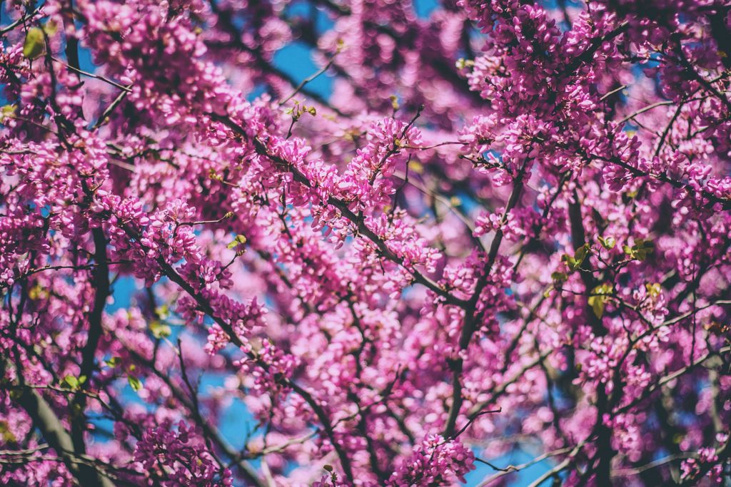 spring- purple flowers